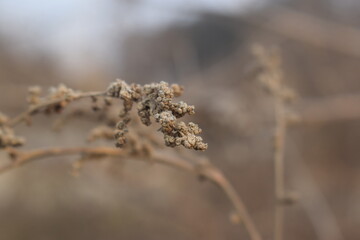 top of Hemp  dry seeds in rustic wooden spoon close up. Peeled nutritious Cannabis sativa grains. Superfood ingredient, Bowl with healthy hemp seeds on grunge background