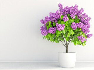 Naklejka premium Blooming Lilac Tree in White Pot Minimalist Home Decor Springtime