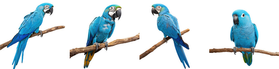 Obraz premium Colorful Blue Macaw Parrots Perched on Tree Branches in Lush Tropical Rainforest Environment Vibrant Exotic Avian Wildlife in Natural Habitat