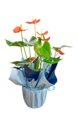 anthurium plant isolated on white background