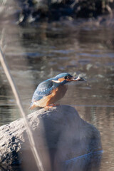 Common kingfisher (Alcedo atthis), also known as the Eurasian kingfisher and river kingfisher sitting on a rock in the sunlight
