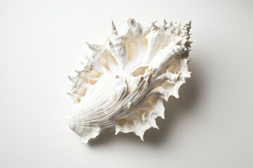 Obraz premium White seashell with intricate, lacy texture isolated on white background.