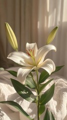 Easter lily flower in soft pastel light. Vertical background