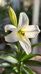 Fototapeta premium Easter lily flower in soft pastel light. Vertical background