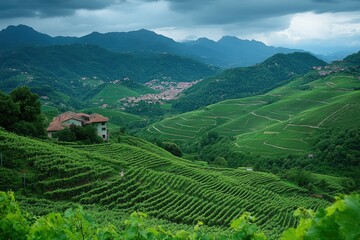 Fototapeta premium A lush vineyard surrounded by rolling green hills.