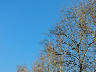 birch tree without leaves against a blue sky