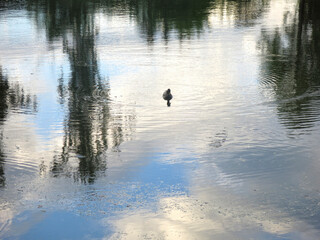 ducks swim in a summer pond