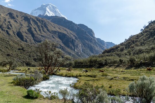 Scenic Valley with Cows and Mountain