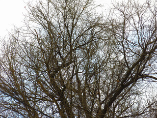 black silhouettes of trees against a gloomy gray sky