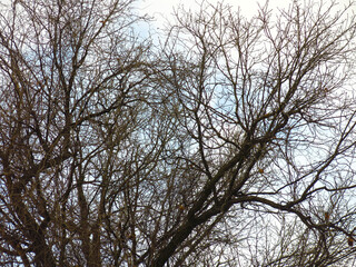 black silhouettes of trees against a gloomy gray sky