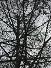 black silhouettes of trees against a gloomy gray sky