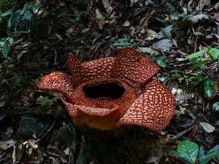 Rafflesia arnoldii, also known as the corpse flower, is a rare and remarkable species of flowering...