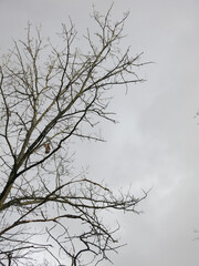 black silhouettes of trees against a gloomy gray sky