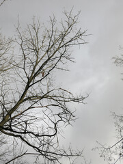 black silhouettes of trees against a gloomy gray sky