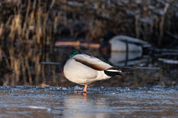 Male mallard duck sleeping on a frozen lake