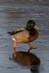 Male mallard duck walking on a frozen lake
