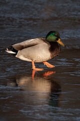 Male mallard duck walking on a frozen lake
