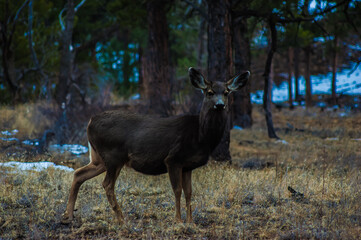 Deer in cold Colorado field