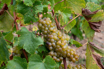 Bunches of ripe white chardonnay wine grapes on Cote des Blancs ready for harvest. View on green grand cru vineyards around Cramant and Avize, region Champagne, France
