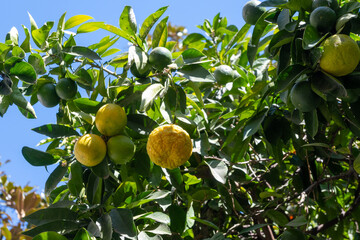 Citrus fruits of sour orange bergamot riping on thee close up