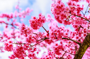 pink Sakura Spring Flower during spring time in thailand north Beautiful petals against the blue sky. Spring nature, bloom, beauty, Bright pink flowers on tree branches.