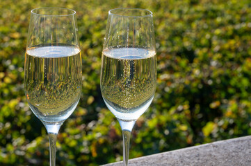 Tasting of Champagne sparkling wine with little bubbles on green vineyards near Ludes, Louvois, Val de Livre, Champagne, France