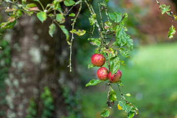Ripe red organic apples on the tree in Provence, harvest time in France