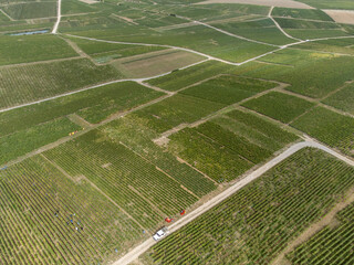 Aerial view on green grand cru vineyards near Cramant and Avize, region Champagne, France. Cultivation of white chardonnay wine grape on chalky soils of Cote des Blancs