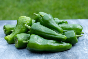 Padron green Spanish pepper or Herbón pepper landrace variety of pepper Capsicum annuum from  municipality of Padron in northwestern Spain