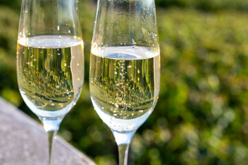 Tasting of Champagne sparkling wine with little bubbles on green vineyards near Ludes, Louvois, Val de Livre, Champagne, France