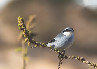 Obraz premium Close-up of a Northern Shrike perched on a branch with a blurred background
