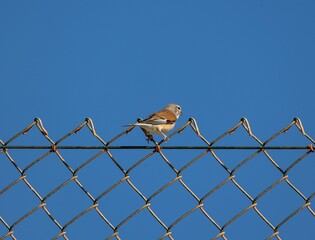 Desert finch perched on a rusty wire fence against a clear blue sky