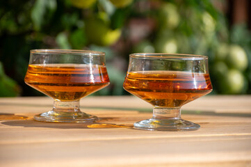 Tasting of french apple cider brut in glass made from new harvest apples outdoor in sunny orchard