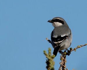 Iberian grey shrike perched on a branch against a clear blue sky.