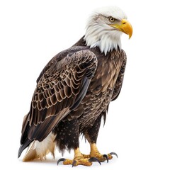 Bald eagle standing majestically with a sharp gaze and striking feathers.