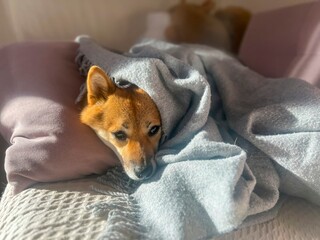 Pensive Shiba Inu with a sorrowful expression, head nestled under a blanket. The mood is reflective and contemplative. High quality close-up photo. copy space available.