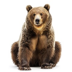 Fototapeta premium A realistic bear sitting, showcasing its furry texture and robust build.