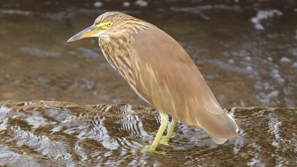 The Squacco Heron, with its subtle elegance, wades gently through the river waters of Gir Forest. Its earthy tones and delicate movements make it a true marvel to witness in this serene wilderness