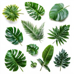 Lush Tropical Green Leaves Collection White Background Botanical Design