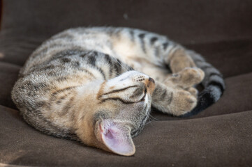 gros plan sur un joli chaton tigré endormi 