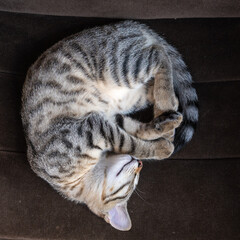 gros plan sur un joli chaton tigré endormi 