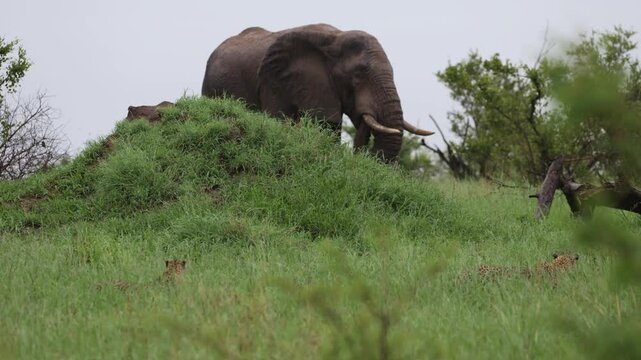 a Leopardess and cub in the rain