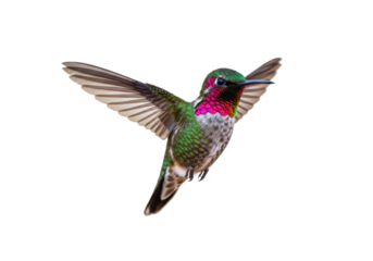A vibrant hummingbird in flight with its wings spread, displaying iridescent green, red, and white feathers, isolated on a white background