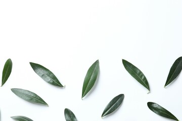 Green olives leaves on white background