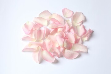 Pink rose petals on a white background