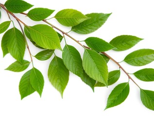 Fototapeta premium Branch with fresh green leaves isolated on white background. Detailed botanical composition with natural foliage pattern