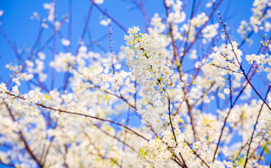 white Sakura Spring Flower during spring time in thailand north Beautiful petals against the blue sky. Spring nature, bloom, beauty, Bright white flowers on tree branches.