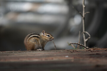 unhappy chipmunk sitting on a porch