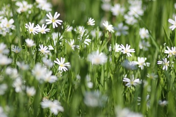 White Wildflowers in a Green Meadow