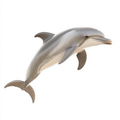 Fototapeta premium Dolphin leaping, isolated, graceful marine mammal